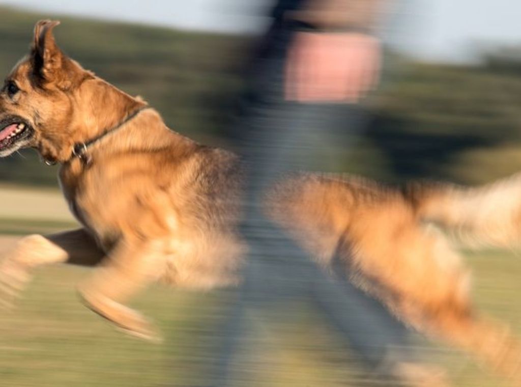 Mindestens 286 Menschen von Hunden in Brandenburg gebissen