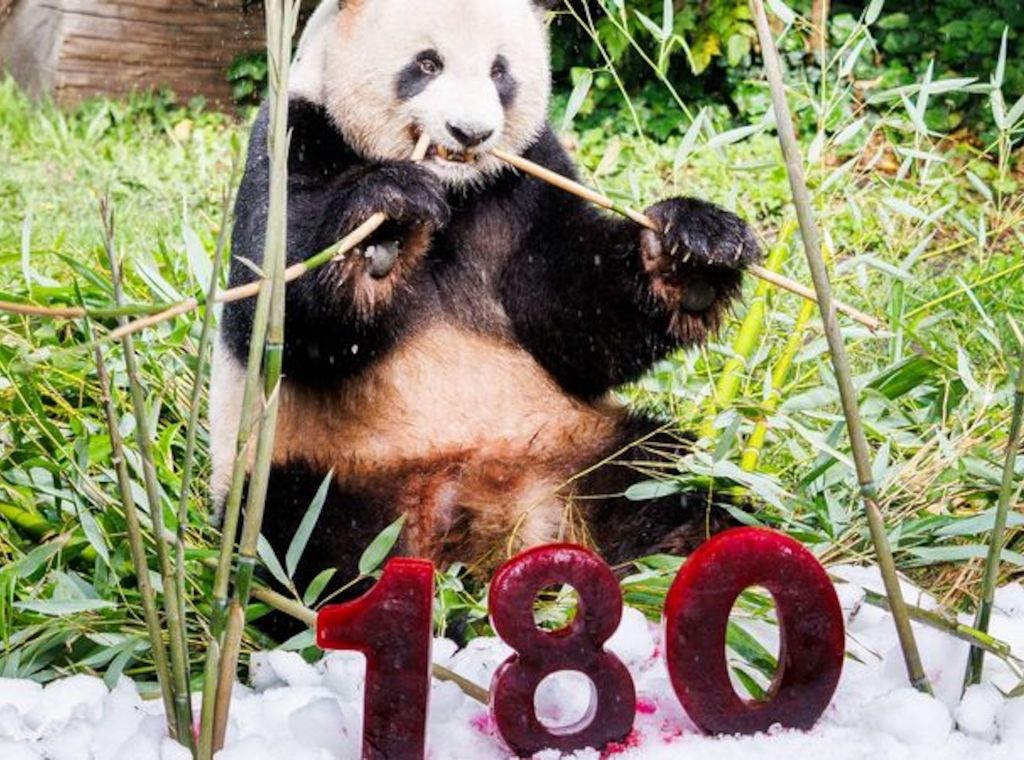 Berliner Panda bekommt Eistorte zum Zoo-Jubiläum