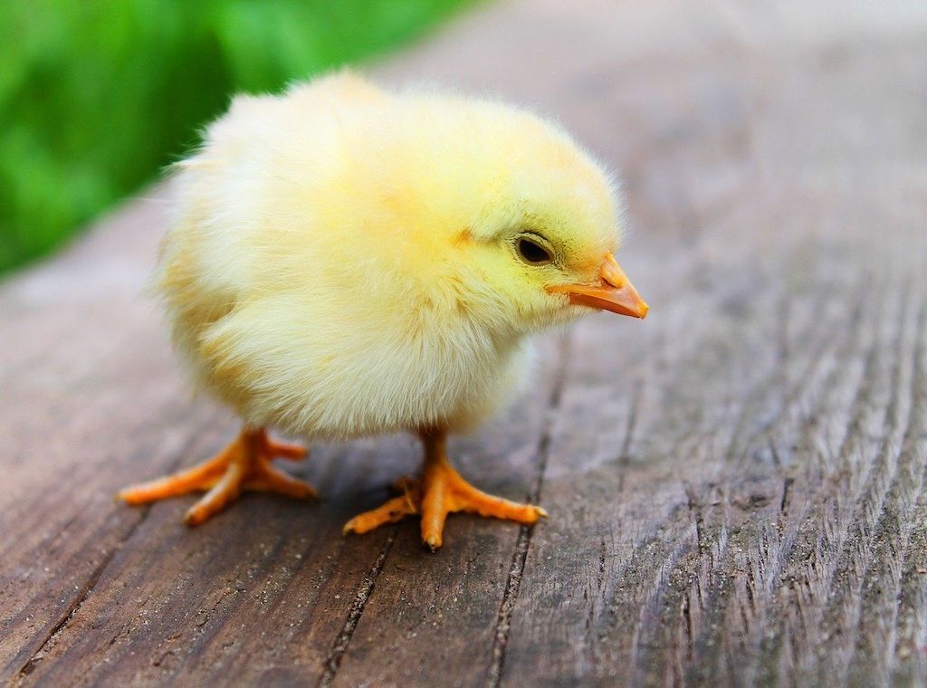 ARAG - Ist Hühnerhaltung überall erlaubt? Miet-Hühner haben Hochkonjunktur!