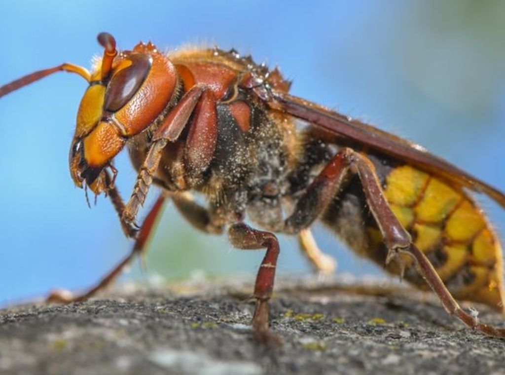 Besonders auf Wespen und Hornissen achten