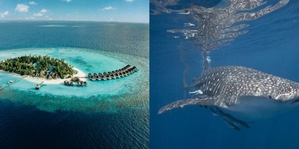 Dieser Meeresbiologe setzt sich im Nova Maldives für die Umwelt ein