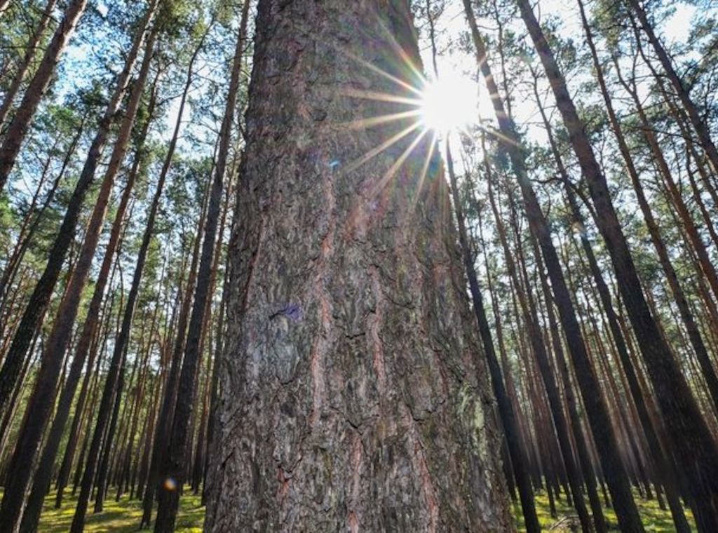 Viel Sonnenschein in Berlin und Brandenburg - bis zu 32 Grad