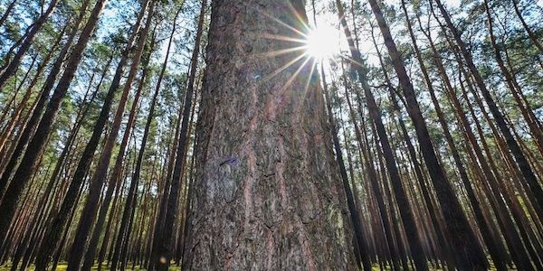 Viel Sonnenschein in Berlin und Brandenburg - bis zu 32 Grad