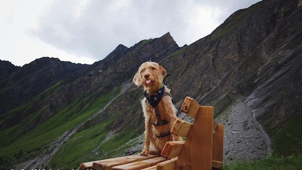 Wandern mit Hund: Sportskanone oder Wasserratte?