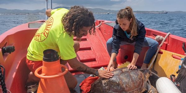 Stiftung Palma Aquarium: 68 Prozent der auf den Balearen geretteten Meeresschildkröten haben Plastik verschluckt