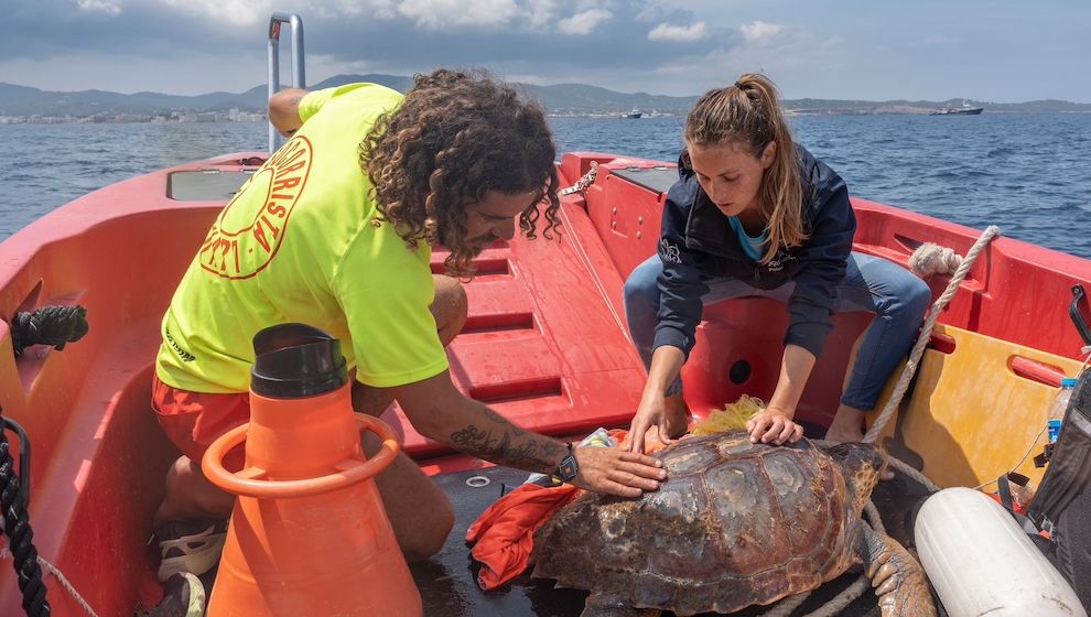 Stiftung Palma Aquarium: 68 Prozent der auf den Balearen geretteten Meeresschildkröten haben Plastik verschluckt