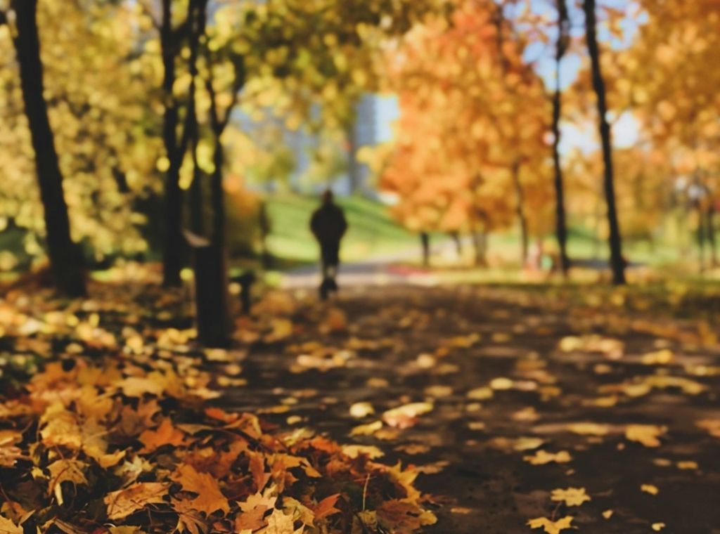 Herbstlaub: Wer fegt, wenn die Blätter fallen? 