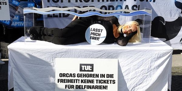 Gegen Marineparks mit gefangenen Orcas: Sängerin Sarah Connor legte sich ins Aquarium