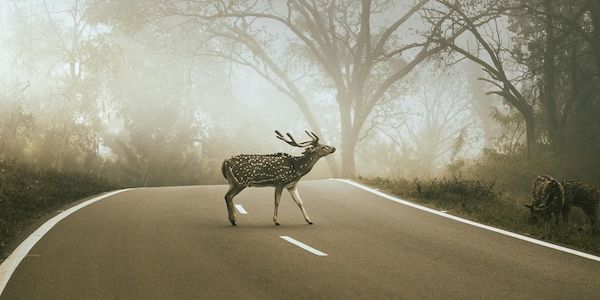 Brunftzeit: Wildunfälle vermeiden