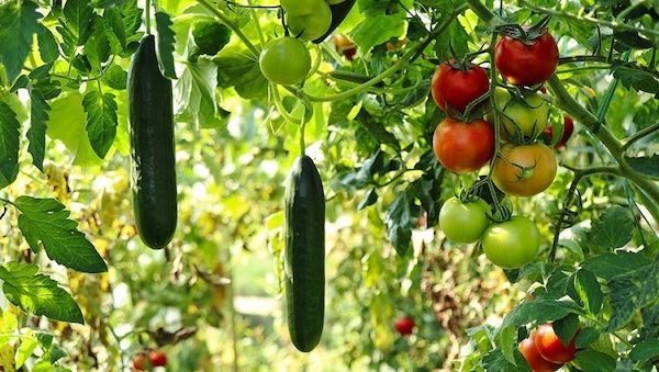 Klimafester Garten – Tipps für den zukunftsfähigen, ertragreichen Anbau von Obst und Gemüse 