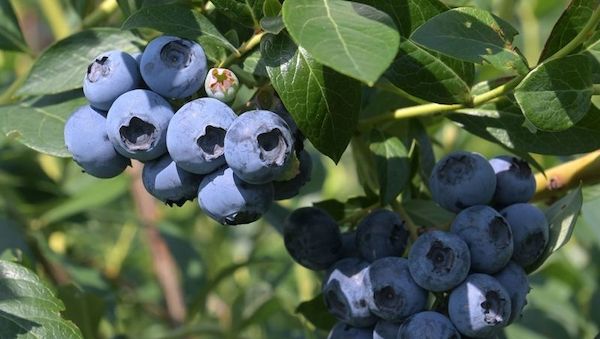 Brandenburg - Massive Frostschäden bei Aroniabeeren