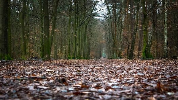 Illegale Baumfällungen in Berlin-Grunewald - Umweltsenatorin fassungslos