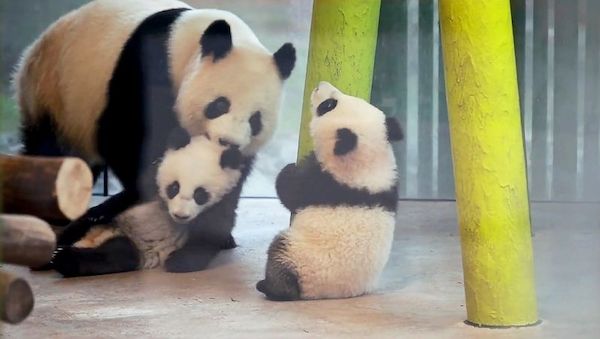 Berliner Panda-Babys: Leni und Lotti werden immer wilder