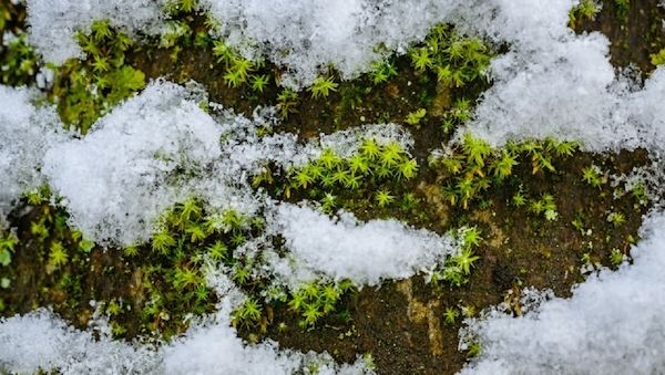 Das Wetter in Berlin und Brandenburg mit Schneefall