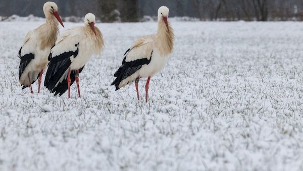 Die Störche kommen nach Brandenburg zurück