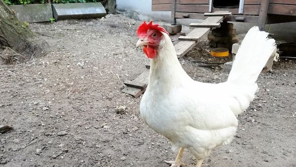 Vogelgrippe: Branchenverbände erwarten Eierknappheit