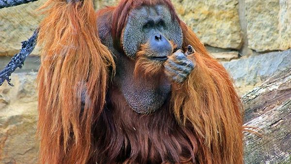 Berliner Zoo: Orang-Utan Mano wurde eingeschläfert