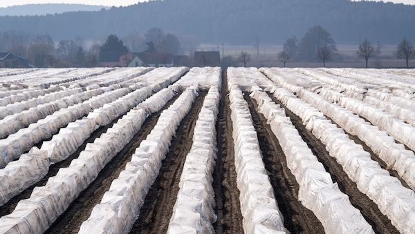 Spargel-Ernte in Brandenburg ab Ende März erwartet