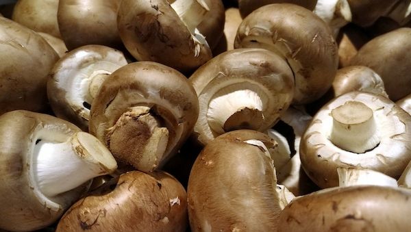 Speisepilzernte geht zurück - Champignons weiter Spitzenreiter