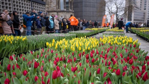 Großes Tulpenfest auf dem Berliner Breitscheidplatz